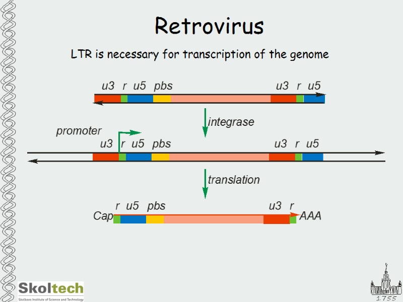Retrovirus LTR is necessary for transcription of the genome